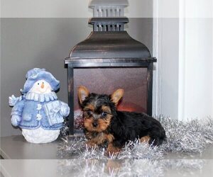 Yorkshire Terrier Puppy for sale in NEOLA, WV, USA