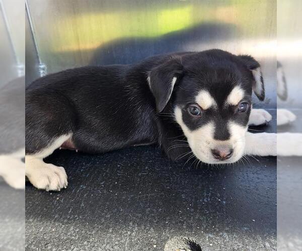 Medium Photo #1 Mutt Puppy For Sale in San Antonio, TX, USA