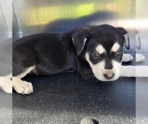 Mutt Dogs for adoption in San Antonio, TX, USA