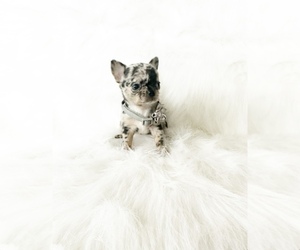 Chihuahua Puppy for Sale in SACRAMENTO, California USA