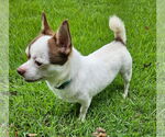 Small #3 Chihuahua
