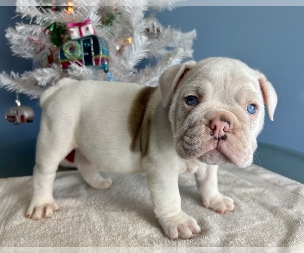 Medium Photo #4 Bulldog Puppy For Sale in THONOTOSASSA, FL, USA