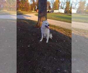 German Shepherd Dog-Siberian Husky Mix Puppy for sale in HOLMESVILLE, OH, USA