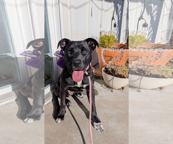 Medium Photo #1 Mutt Puppy For Sale in Sandy, UT, USA