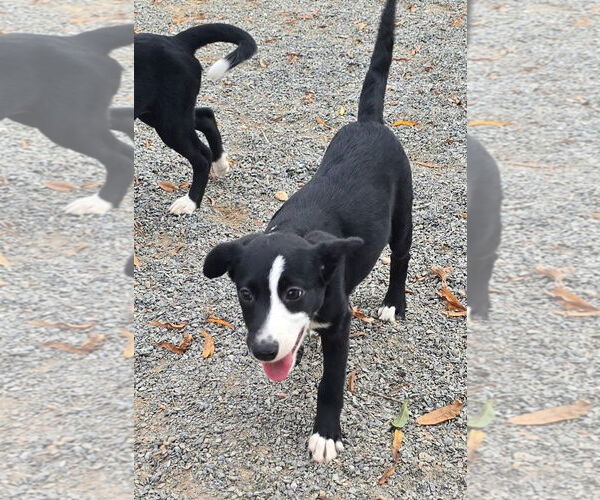 Medium Photo #6 Beagle-Border Collie Mix Puppy For Sale in Alexander, AR, USA