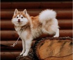Small Photo #10 Pomsky Puppy For Sale in STAPLES, MN, USA