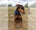Small Doberman Pinscher