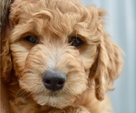 Small Photo #21 Goldendoodle-Poodle (Miniature) Mix Puppy For Sale in SARATOGA SPRINGS, UT, USA