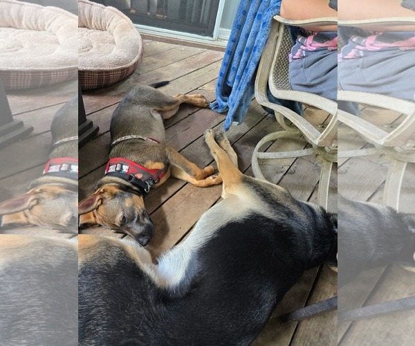 Medium Photo #3 Mutt Puppy For Sale in Hinckley, IL, USA