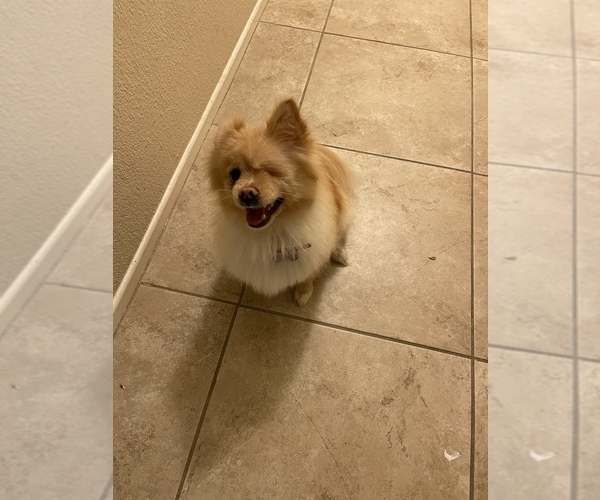 Medium Photo #1 Pomeranian Puppy For Sale in PALM SPRINGS, CA, USA