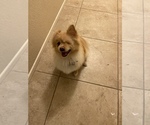 Small Photo #1 Pomeranian Puppy For Sale in PALM SPRINGS, CA, USA