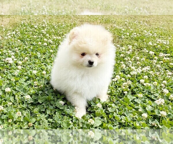 Medium Photo #1 Pomeranian Puppy For Sale in DAWSONVILLE, GA, USA