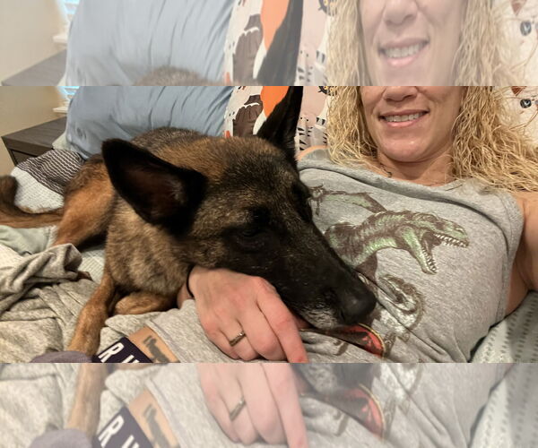 Medium Photo #9 Mutt Puppy For Sale in Stevens Point, WI, USA