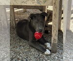 Small #2 Labrador Retriever Mix