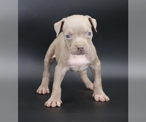 American Bully Puppy for sale in CHAMPAIGN, IL, USA