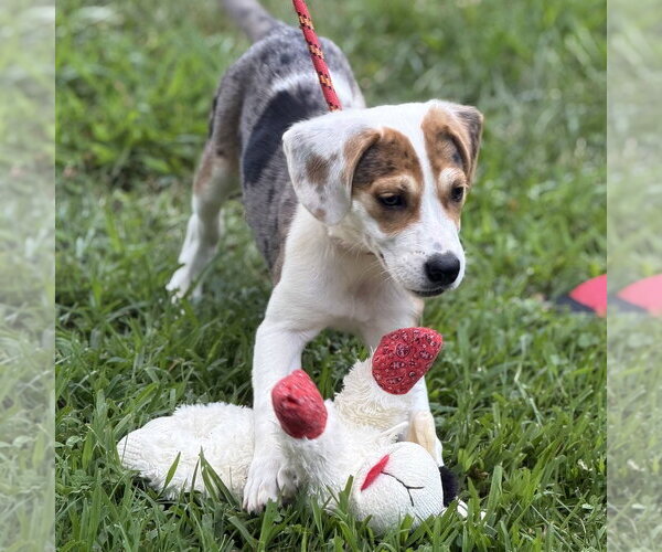 Medium Photo #3 Beagle Puppy For Sale in Yardley, PA, USA