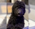 Small #6 Poodle (Standard)