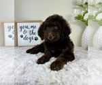Small #3 Labradoodle