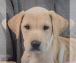 Small #4 Boxer Mix