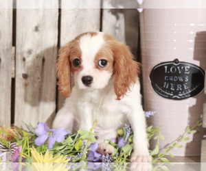 Cavalier King Charles Spaniel Puppy for sale in MOUNT VERNON, OH, USA