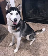 Father of the Siberian Husky puppies born on 10/20/2018