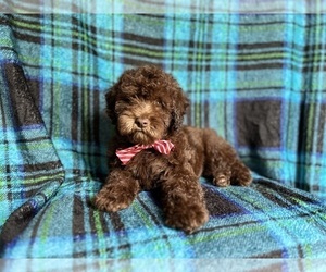 Poodle (Toy) Puppy for sale in LAKELAND, FL, USA