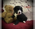 Small Photo #7 Bernedoodle Puppy For Sale in CLARE, MI, USA