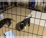 Small Photo #66 Great Dane Puppy For Sale in MARICOPA, AZ, USA