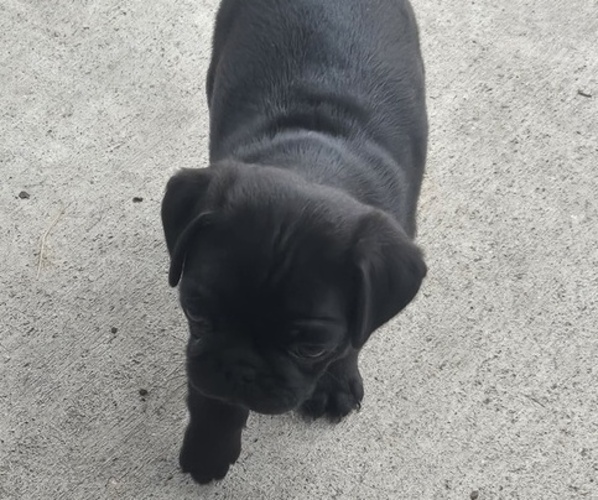 Medium Photo #3 Pug Puppy For Sale in RICHMOND, TX, USA