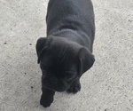 Small #2 Pug