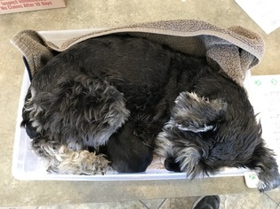 Mother of the Schnauzer (Miniature) puppies born on 10/28/2017