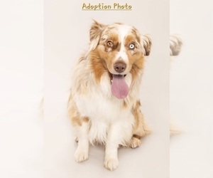 Father of the Australian Shepherd puppies born on 01/04/2026