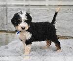 Small #2 Bernedoodle