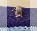 Small Photo #12 American Bully Puppy For Sale in BATON ROUGE, LA, USA