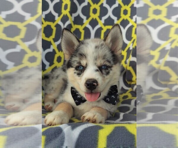 Medium Photo #6 Pomsky Puppy For Sale in LANCASTER, PA, USA