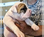 Small Photo #9 American Bulldog Puppy For Sale in MILLS RIVER, NC, USA