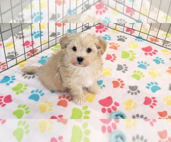 Medium Photo #4 Havanese Puppy For Sale in ORO VALLEY, AZ, USA