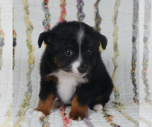 Miniature Australian Shepherd Puppy for sale in HARRISON, OH, USA