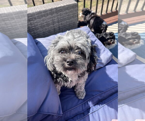 Medium Photo #3 Mutt Puppy For Sale in Valrico, FL, USA