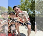 Small #1 French Bulldog