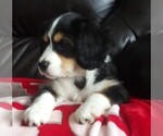 Small Photo #3 Australian Shepherd-Cavalier King Charles Spaniel Mix Puppy For Sale in HOWLAND, OH, USA