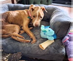 Small Photo #8 Pointer-Unknown Mix Puppy For Sale in Houston, TX, USA