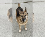 Small #10 German Shepherd Dog