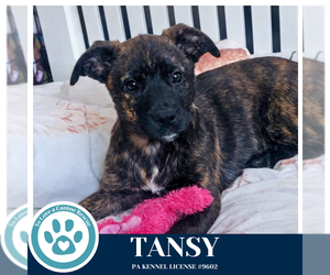 Border Collie-Unknown Mix Dogs for adoption in Kimberton, PA, USA