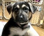 Small Photo #33 German Shepherd Dog Puppy For Sale in MERRITT IS, FL, USA