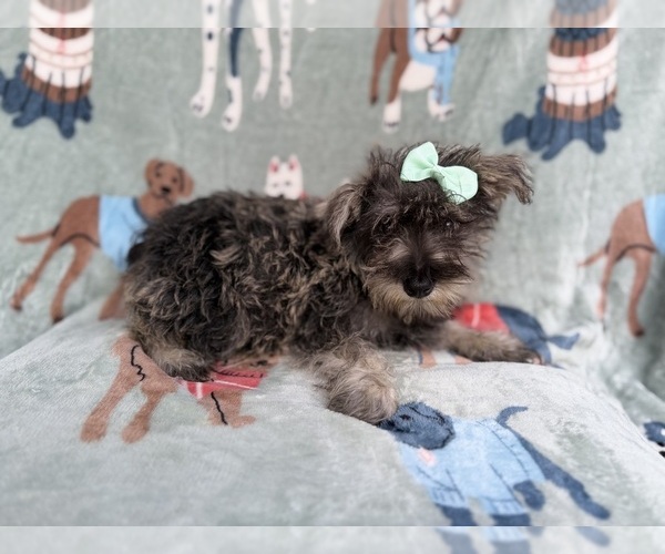 Medium Photo #4 Schnauzer (Miniature) Puppy For Sale in LAKELAND, FL, USA