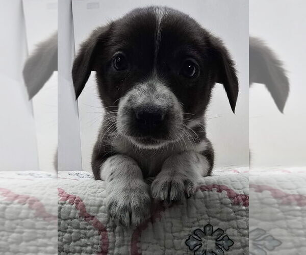 Medium Photo #2 Australian Shepherd-Unknown Mix Puppy For Sale in Brewster, NY, USA