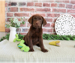 Small #4 Labrador Retriever