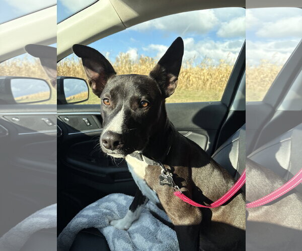 Medium Photo #3 Mutt Puppy For Sale in Coralville, IA, USA