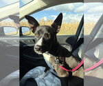 Small Photo #3 Mutt Puppy For Sale in Coralville, IA, USA